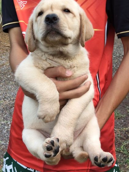 น้องลาบราดอร์สายพันธุ์แท้พ่อแม่มีใบเพทสายแชมป์น้องเป็นเด็กหญิงเฝ้าบ้านเป็นมิตรที่ดีกับคนฉลาดน่ารักฝึกสอนง่ายสนใจโทร0813643191ค่ะ รูปที่ 6