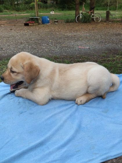 น้องลาบราดอร์สายพันธุ์แท้พ่อแม่มีใบเพทสายแชมป์น้องเป็นเด็กหญิงเฝ้าบ้านเป็นมิตรที่ดีกับคนฉลาดน่ารักฝึกสอนง่ายสนใจโทร0813643191ค่ะ รูปที่ 5