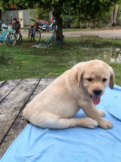 น้องลาบราดอร์สายพันธุ์แท้พ่อแม่มีใบเพทสายแชมป์น้องเป็นเด็กหญิงเฝ้าบ้านเป็นมิตรที่ดีกับคนฉลาดน่ารักฝึกสอนง่ายสนใจโทร0813643191ค่ะ รูปที่ 11