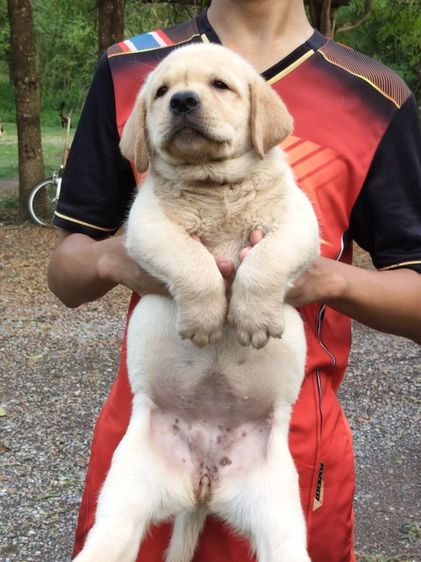 น้องลาบราดอร์สายพันธุ์แท้พ่อแม่มีใบเพทสายแชมป์น้องเป็นเด็กหญิงเฝ้าบ้านเป็นมิตรที่ดีกับคนฉลาดน่ารักฝึกสอนง่ายสนใจโทร0813643191ค่ะ รูปที่ 7