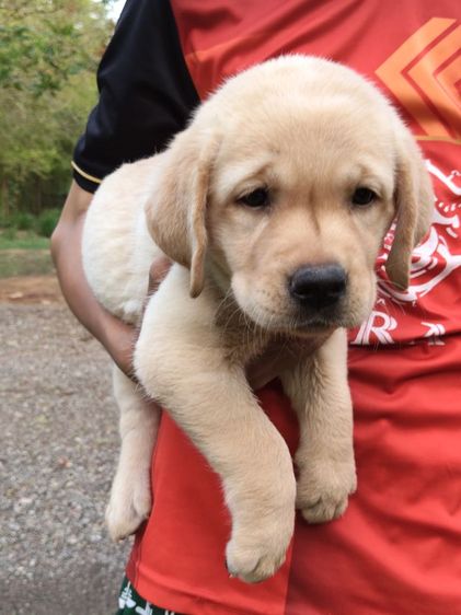 น้องลาบราดอร์สายพันธุ์แท้พ่อแม่มีใบเพทสายแชมป์น้องเป็นเด็กหญิงเฝ้าบ้านเป็นมิตรที่ดีกับคนฉลาดน่ารักฝึกสอนง่ายสนใจโทร0813643191ค่ะ รูปที่ 10