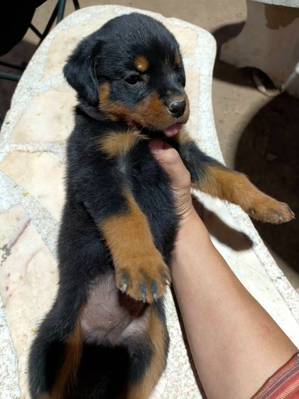 ร็อตไวเลอร์สายพันธุ์แท้ พ่อแม่สวยตัวใหญ่ ลูกโครงใหญ่สมบูรณ์ รูปที่ 5