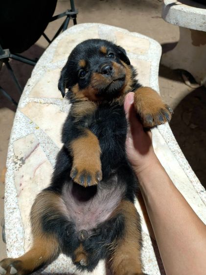 ร็อตไวเลอร์สายพันธุ์แท้ พ่อแม่สวยตัวใหญ่ ลูกโครงใหญ่สมบูรณ์ รูปที่ 4