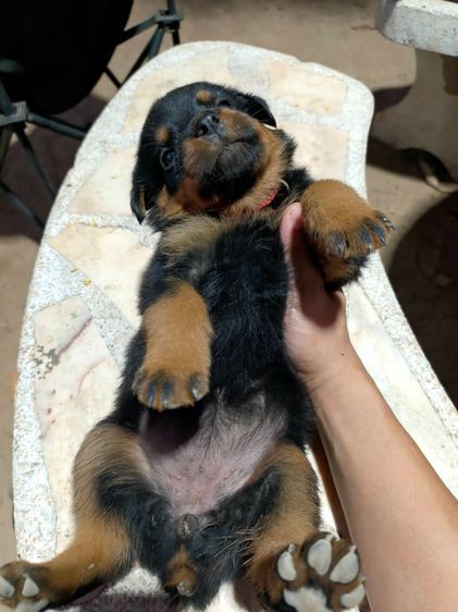 ร็อตไวเลอร์สายพันธุ์แท้ พ่อแม่สวยตัวใหญ่ ลูกโครงใหญ่สมบูรณ์ รูปที่ 8