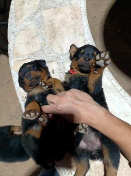 ร็อตไวเลอร์สายพันธุ์แท้ พ่อแม่สวยตัวใหญ่ ลูกโครงใหญ่สมบูรณ์ รูปที่ 6