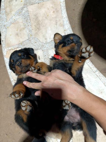 ร็อตไวเลอร์ (Rottweiler) ร็อตไวเลอร์สายพันธุ์แท้ พ่อแม่สวยตัวใหญ่ ลูกโครงใหญ่สมบูรณ์