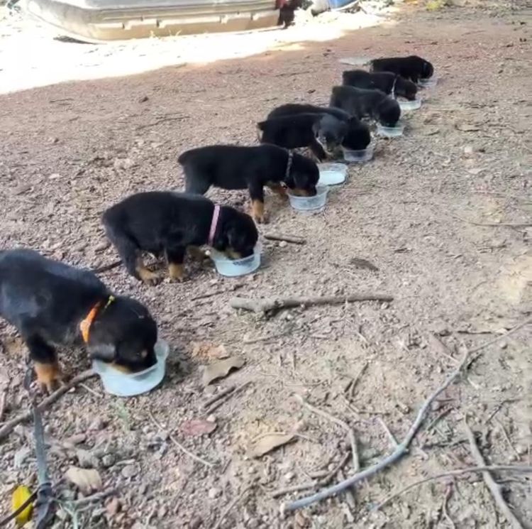 ร็อตไวเลอร์สายพันธุ์แท้ พ่อแม่สวยตัวใหญ่ ลูกโครงใหญ่สมบูรณ์ รูปที่ 2