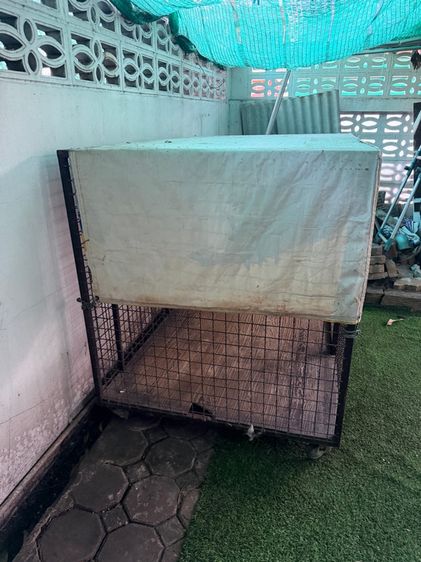 กรงหมา รูปที่ 2