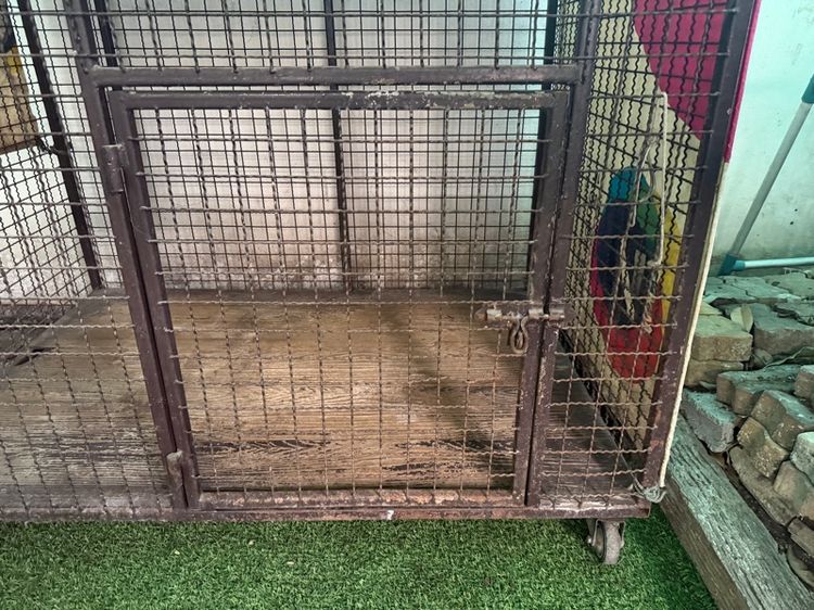 กรงหมา รูปที่ 3