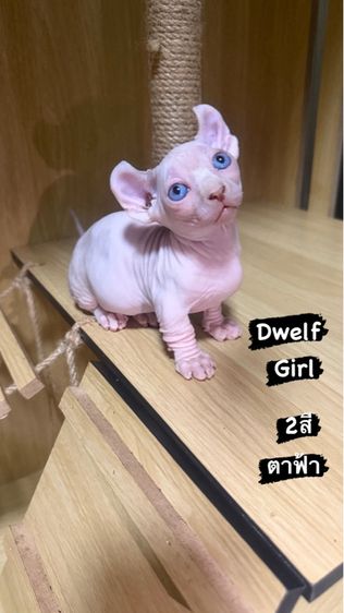 สฟิงซ์ (Sphynx) แมวสฟิงซ์
