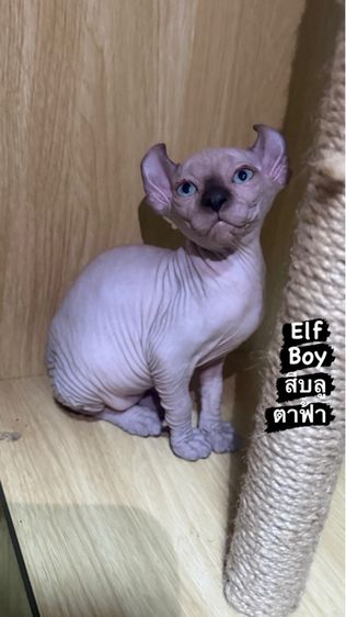 แมวสฟิงซ์ รูปที่ 2