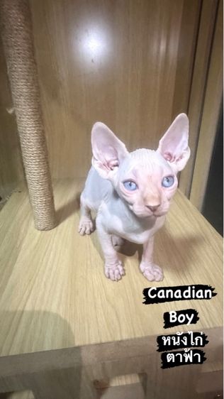 แมวสฟิงซ์ รูปที่ 4