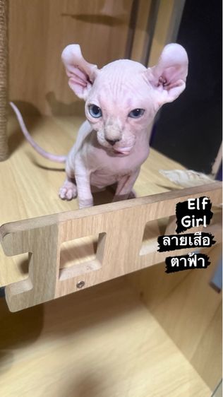 แมวสฟิงซ์ รูปที่ 3