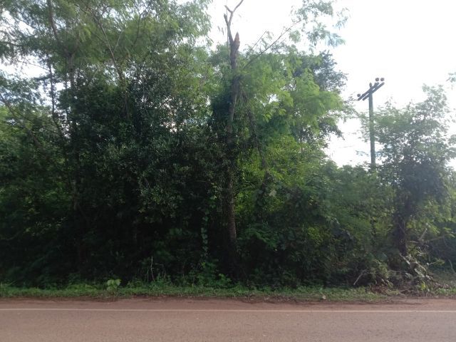 ใช่ ที่ดินสวยติดถนนหลวง ใกล้คำชะโนด 500 เมตร รูปที่ 2