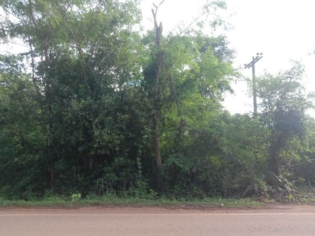 ใช่ ที่ดินสวยติดถนนหลวง ใกล้คำชะโนด 500 เมตร รูปที่ 3