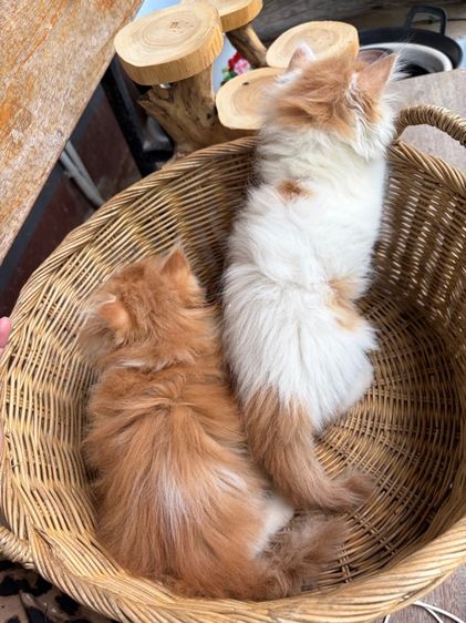 เปอร์เซีย  รูปที่ 5