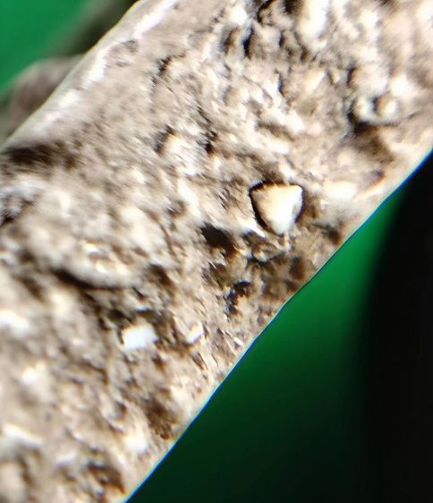 พระสมเด็จ วัดระฆัง บางขุนพรหม วัดเกศไชโย หลวงปู่ภู หลวงปู่นาค รูปที่ 4