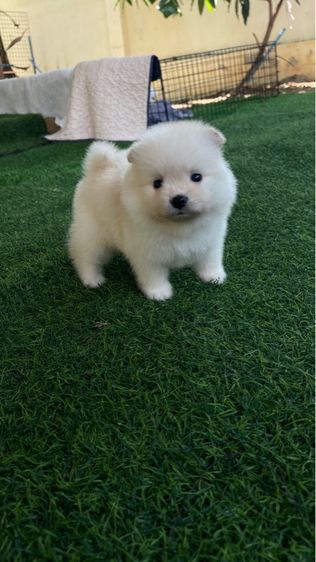 ลูกสุนัข ปอมแท้