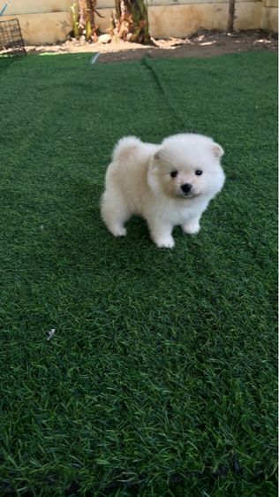 ลูกสุนัข ปอมแท้ รูปที่ 5