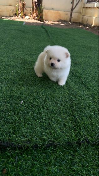 ลูกสุนัข ปอมแท้ รูปที่ 7