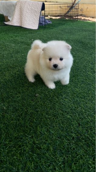 ลูกสุนัข ปอมแท้ รูปที่ 4