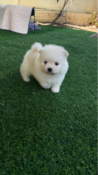 ลูกสุนัข ปอมแท้ รูปที่ 2