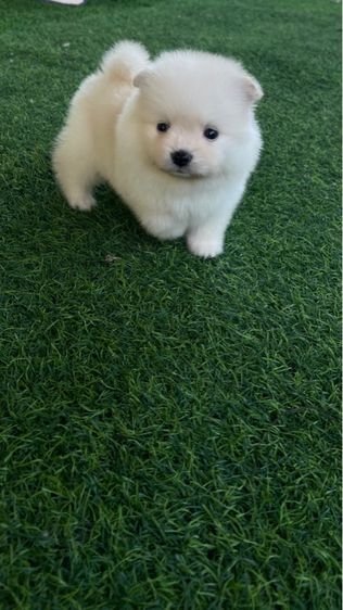 ลูกสุนัข ปอมแท้ รูปที่ 3