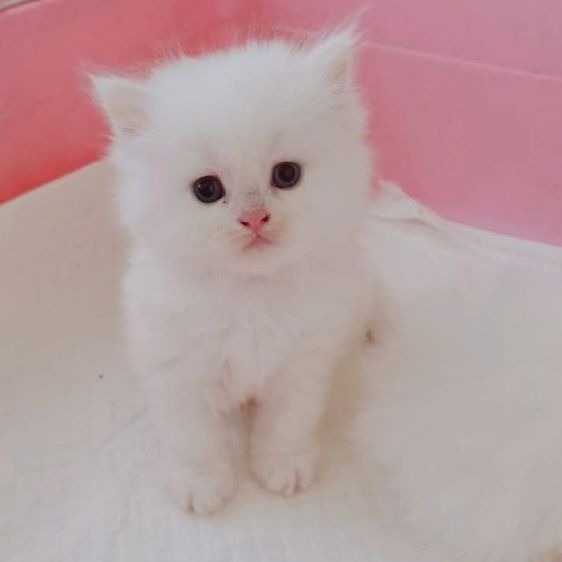 เปอร์เซีย (Persian) ขายลูกแมวผู้ พระรามสองเทียนทะเล20 ชาย แข็งแรงสดใสร่าเริง