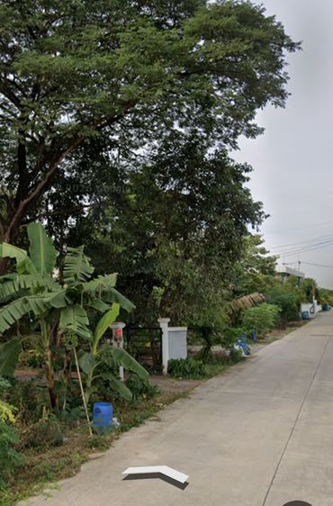 อื่นๆ มีบางส่วน 2011 ให้เช่าบ้านในสวนขนาด2ไร่ครึ่ง คลอง6 ลำลูกกา  รูปที่ 2