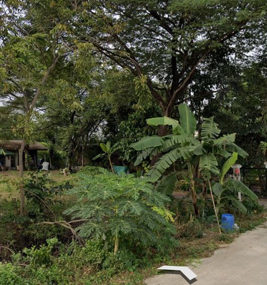 อื่นๆ มีบางส่วน 2011 ให้เช่าบ้านในสวนขนาด2ไร่ครึ่ง คลอง6 ลำลูกกา  รูปที่ 3