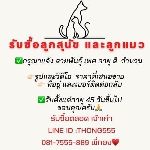 บริติช ชอร์ตแฮร์ (British Shorthair) รับซื้อลูกสุนัข และลูกแมว ทุกสายพันธุ์ 