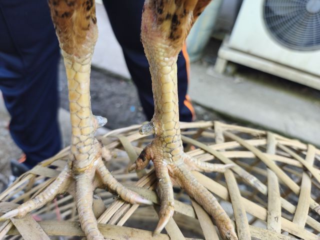 แบ่งไก่หนุ่ม อายุ 7-8 เดือน  นน.2.4-2.5 ลองโฉบๆไป5นาทีเป็นไก่มีแข้งหน้าชอบหน้าคาง(ไม่มีคลิป) สนใจสอบถามต่อลองได้ครับ รูปที่ 2