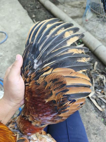 แบ่งไก่หนุ่ม อายุ 7-8 เดือน  นน.2.4-2.5 ลองโฉบๆไป5นาทีเป็นไก่มีแข้งหน้าชอบหน้าคาง(ไม่มีคลิป) สนใจสอบถามต่อลองได้ครับ รูปที่ 4