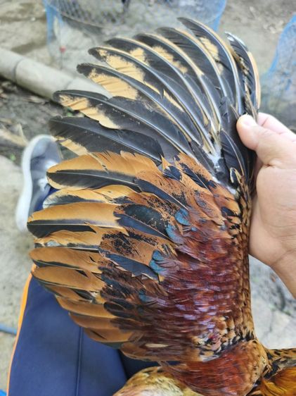 แบ่งไก่หนุ่ม อายุ 7-8 เดือน  นน.2.4-2.5 ลองโฉบๆไป5นาทีเป็นไก่มีแข้งหน้าชอบหน้าคาง(ไม่มีคลิป) สนใจสอบถามต่อลองได้ครับ รูปที่ 3