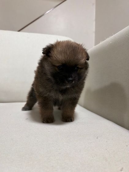 ปอม เพศ ผู้ รูปที่ 9