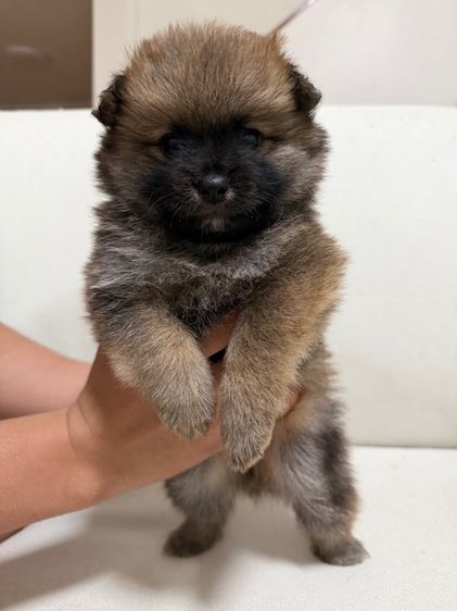 ปอมเมอเรเนียน (Pomeranian) เล็ก ปอม เพศ ผู้