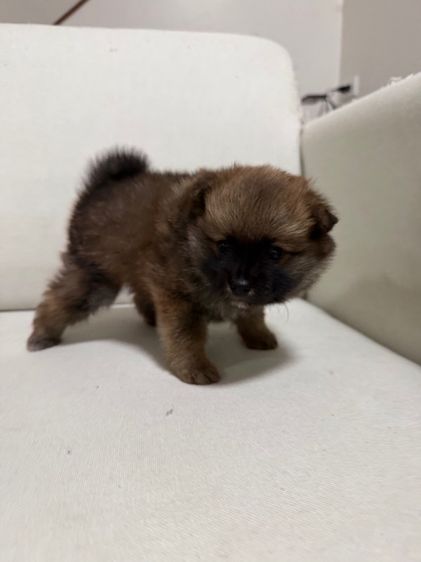 ปอม เพศ ผู้ รูปที่ 6