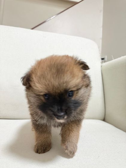 ปอม เพศ ผู้ รูปที่ 4