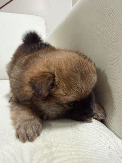 ปอม เพศ ผู้ รูปที่ 3