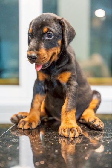 โดเบอร์แมน (Doberman) ใหญ่ โดเบอร์แมน สายยุโรป