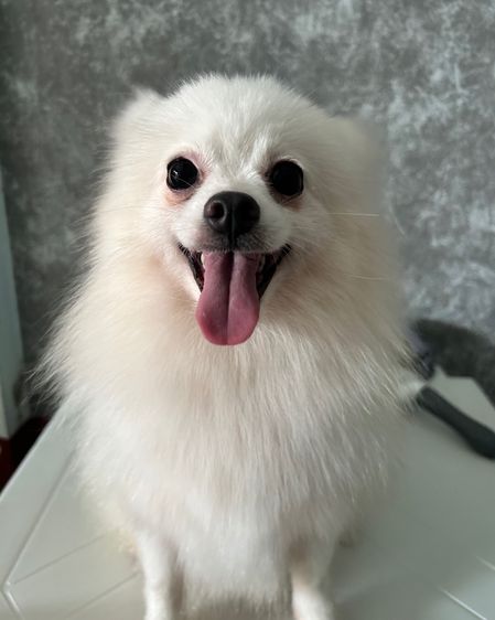 สุนัขปอมเมอเรเนียนฟ็อก รูปที่ 2