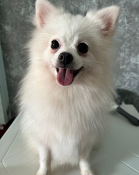 สุนัขปอมเมอเรเนียนฟ็อก