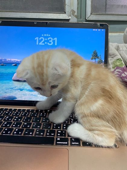 สก๊อตติส รูปที่ 3