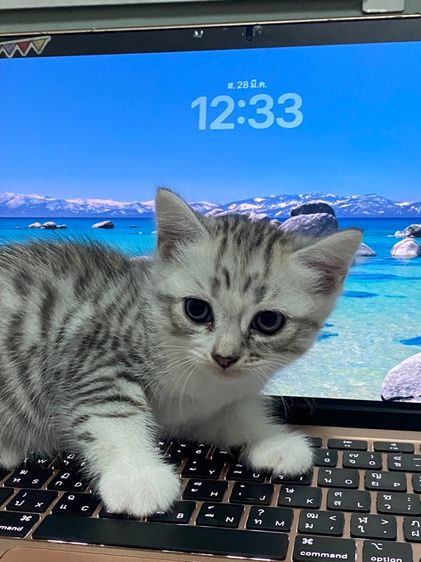 สก๊อตติส รูปที่ 6