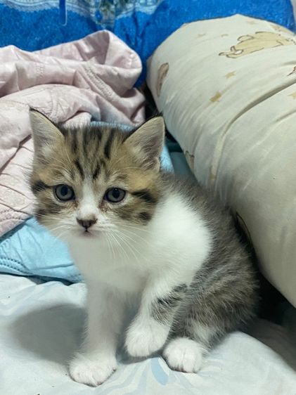 สก๊อตติส รูปที่ 8