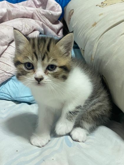 สก๊อตติส รูปที่ 10