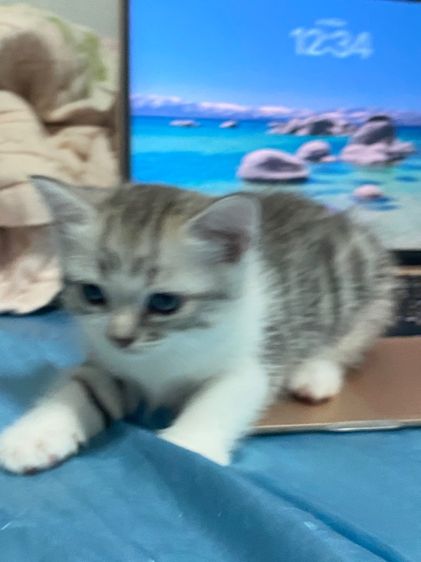 สก๊อตติส รูปที่ 7