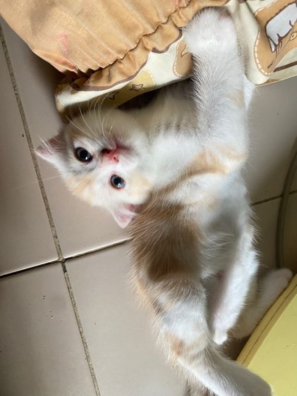 สก็อตติช โฟลด์ (Scottish Fold) สก๊อตติส