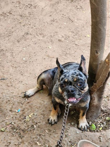 เฟรนช์บูลด็อก รูปที่ 3