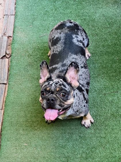 เฟรนช์ บูลด็อก (French Bulldog) กลาง เฟรนช์บูลด็อก